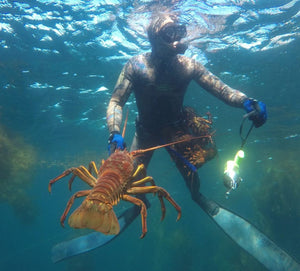 freediver under water holding a huge California Spiny Lobster in one hand, a lobster gauge in one hand and a MutinyDiveCo CA Lobster Bag.