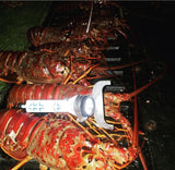 Awesome haul of lobster with a flashlight with the Mutiny Dive Co Lobster Gauge attached to it.